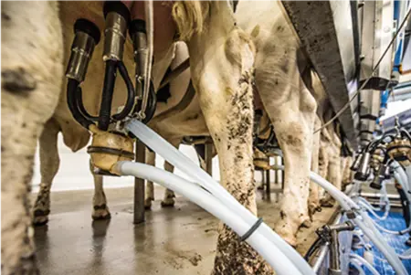 Foto: Milch