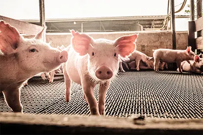 Foto: Schweinehaltung