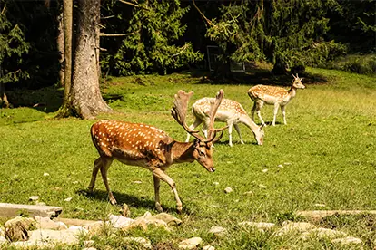 Damhirsche grasen friedlich auf einer Wiese, umgeben von Bäumen und natürlicher Vegetation.