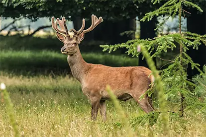 Ein Reh mit Geweih steht majestätisch im Gras, umgeben von Bäumen und natürlicher Vegetation.