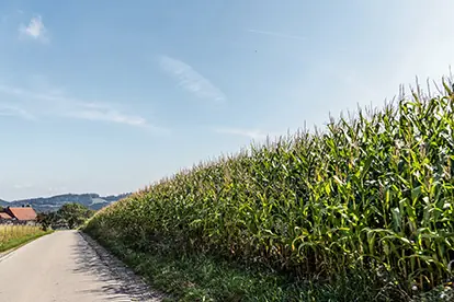 Ein schmaler Weg zwischen hohen Maisfeldern unter blauem Himmel, typisch für Monokulturen in der Landwirtschaft.