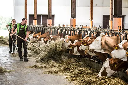 Landwirte füttern Kühe in einem Stall, was die Praktiken der Nutztierhaltung veranschaulicht.