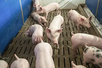Schweine in einem Stall auf einem Spaltenboden, die sich in einer sauberen und gut belüfteten Umgebung bewegen.