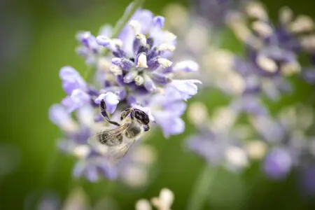 Eine Biene sammelt Nektar von lila Lavendelblüten im Grünen.