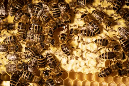 Bienen sammeln und arbeiten an einer Wabe, um Honig zu produzieren, mit klaren Details der Insekten und der Wabenstruktur.