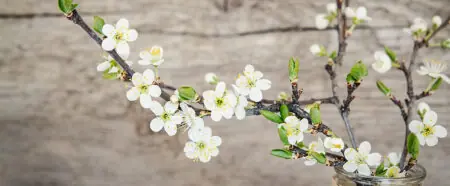 Blütenzweig in einer Glasvase, symbolisiert die Frühlingszeit und die Themen von Barbaratag.