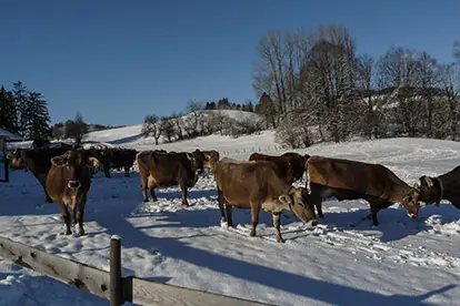 Kühe stehen auf einer verschneiten Wiese, umgeben von einem winterlichen Landschaftshintergrund.