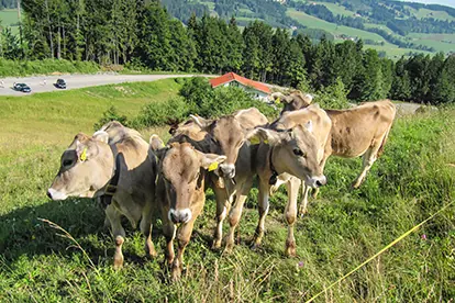 Kühe auf einer Wiese am Bergbauernhof Zeller mit Blick auf die umliegende Landschaft und eine Straße im Hintergrund.