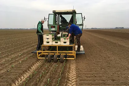 Landwirte arbeiten auf einem Feld, während sie Pflanzen mit einer Maschine setzen und Erntekisten sortieren.