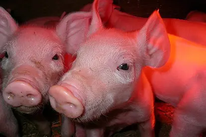 Zwei junge Schweine mit rosa Haut und großen Augen in einem warm beleuchteten Stall.