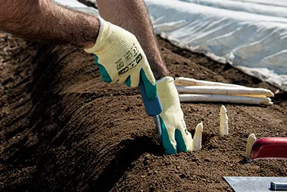 Eine Hand mit Arbeitshandschuhen pflanzt Spargel in fruchtbare Erde auf einem Feld.