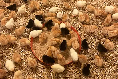 Küken verschiedener Farben versammeln sich um eine Futterstelle auf einem Strohboden in einem Stall.