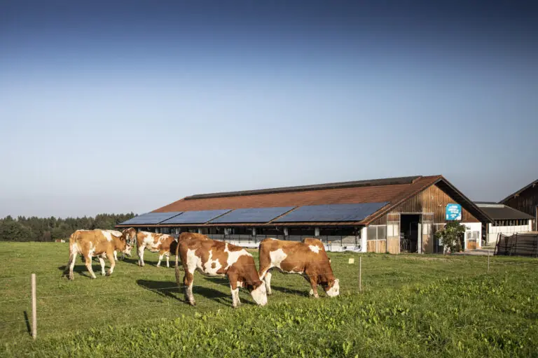Kühe grasen auf einer Wiese vor einem Stall mit Solarpanelen im Hintergrund.
