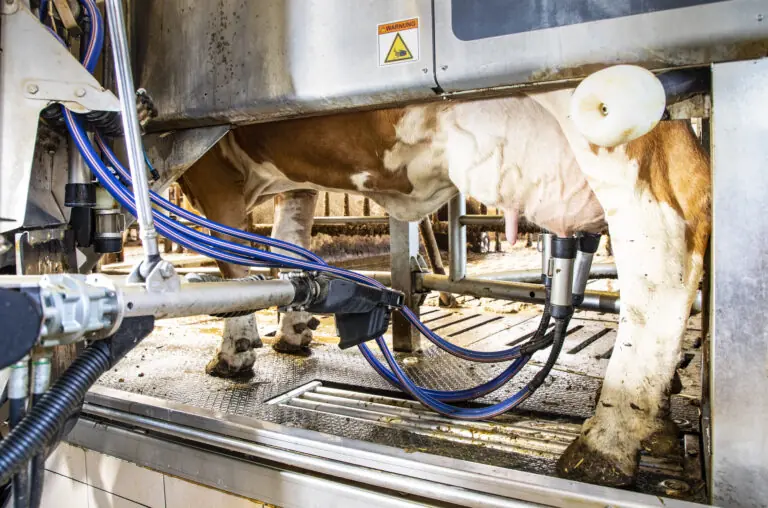 Milchkuh wird in einem modernen Melkstand mit automatischen Melkmaschinen gemolken.