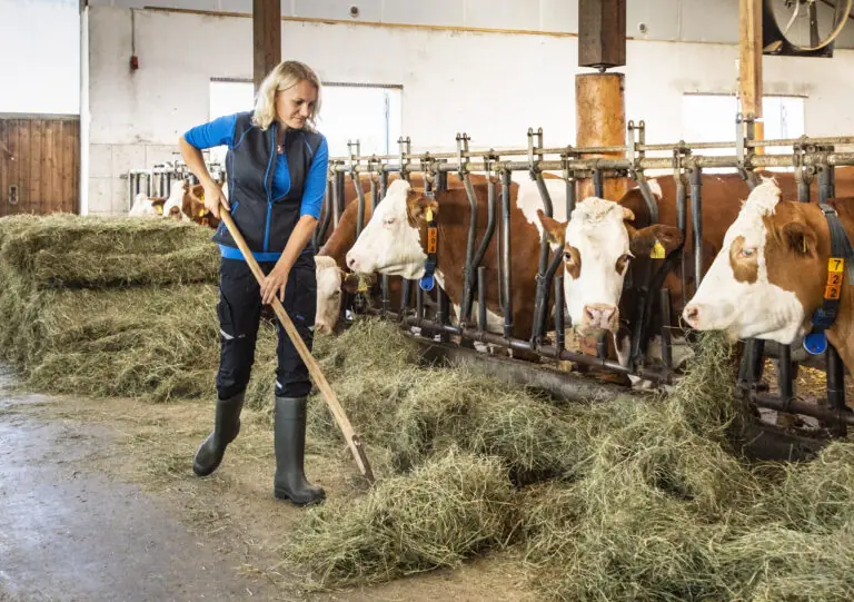 Eine Landwirtin füttert Kühe in einem Stall mit Heu und kümmert sich um die Tiere.