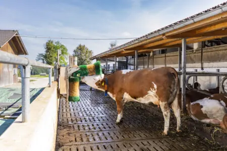 Eine Kuh nutzt eine Bürste zur Körperpflege in einem modernen Stall mit weiteren Kühen im Hintergrund.