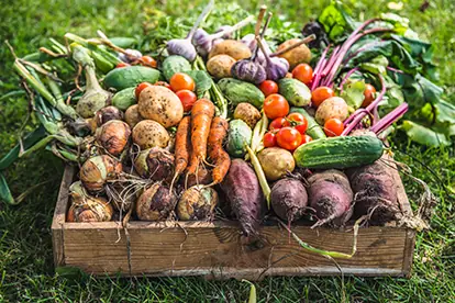 Bunte Ernte mit frischem Gemüse wie Karotten, Kartoffeln, Gurken und Tomaten auf einer Holzpalette im Garten.