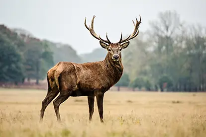 Ein majestätischer Hirsch mit prächtigen Geweihen steht in einer weiten, grasbewachsenen Landschaft.