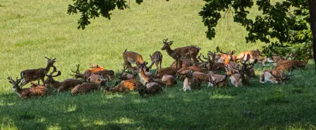 Eine Gruppe von Rehen liegt entspannt auf einer grünen Wiese, umgeben von Bäumen und Sonne.