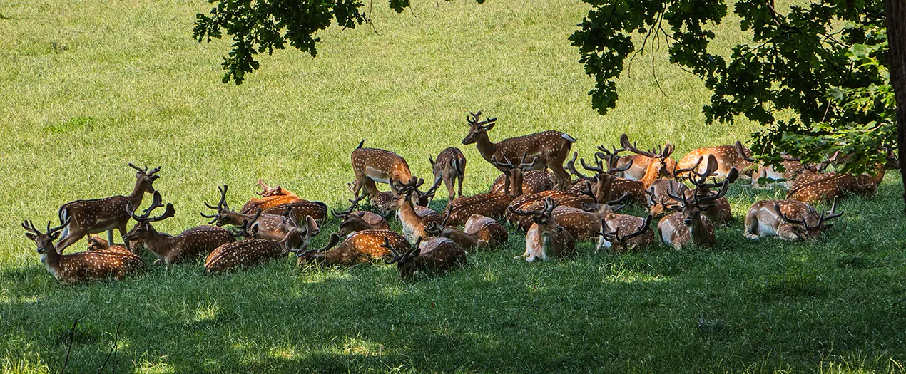 Eine Gruppe von Rehen liegt entspannt auf einer grünen Wiese, umgeben von Bäumen und Sonne.