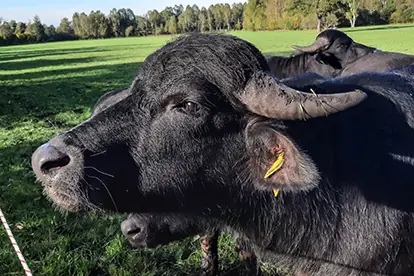 Schwarzes Wasserbüffel mit gelbem Ohranhänger auf einer Wiese, umgeben von anderen Büffeln im Hintergrund.