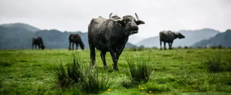 Schwarze Wasserbüffel grasen auf einer grünen Wiese mit sanften Hügeln im Hintergrund.