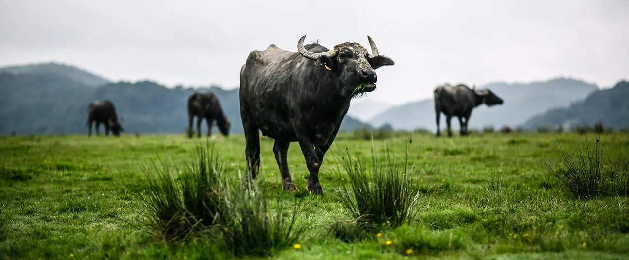 Schwarze Wasserbüffel grasen auf einer grünen Wiese mit sanften Hügeln im Hintergrund.