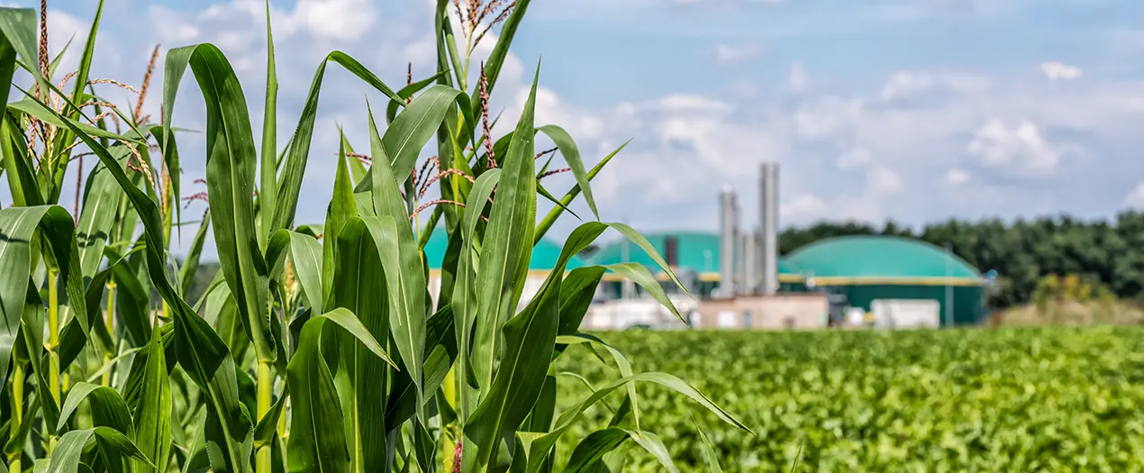 Grüne Pflanzen im Vordergrund mit einer Biogasanlage im Hintergrund, die erneuerbare Energien symbolisiert.
