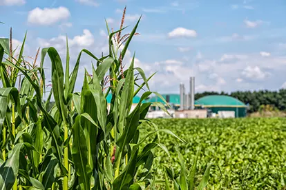 Lange Maispflanzen im Vordergrund mit einer Biogasanlage im Hintergrund unter blauem Himmel.