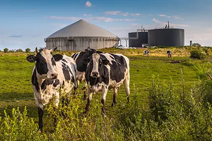 Kühe auf einer Wiese mit Biogasanlage im Hintergrund, symbolisieren nachhaltige Energieerzeugung durch Biogas.
