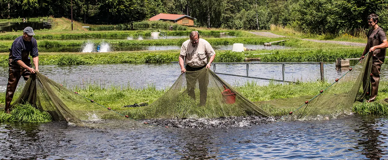Drei Männer ziehen ein Netz aus einem Teich, um Fische zu fangen, umgeben von grüner Landschaft und Wasseranlagen.