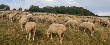 Schafe grasen friedlich auf einer weitläufigen Wiese, umgeben von Bäumen und natürlicher Landschaft.