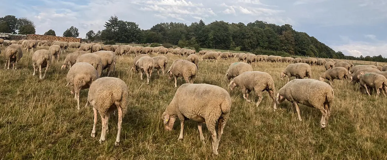 Schafe grasen friedlich auf einer weitläufigen Wiese, umgeben von Bäumen und natürlicher Landschaft.