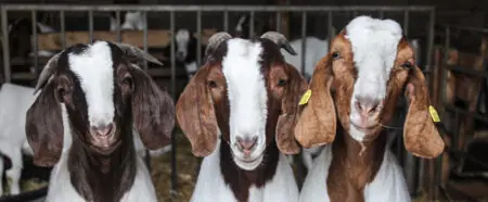 Drei Ziegen mit unterschiedlichen Farbmuster stehen in einem Stall und schauen in die Kamera.