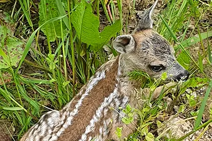 Ein gesundes Rehkitz liegt in der Natur, umgeben von grünen Pflanzen und symbolisiert Tierwohl und Nachhaltigkeit.