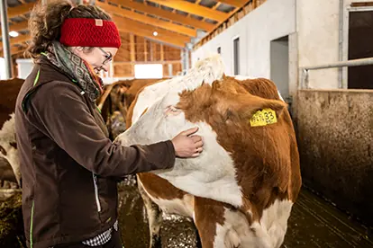 Eine Person streichelt eine Kuh in einem Stall, was die Beziehung zwischen Mensch und Tier in der nachhaltigen Landwirtschaft zeigt.
