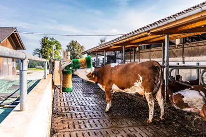 Eine Kuh nutzt einen Futterautomat in einem modernen Stall, der Tierwohl und nachhaltige Landwirtschaft fördert.