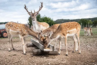 Vier Damhirsche fressen gemeinsam an einer Futterstelle in einer naturnahen Umgebung.
