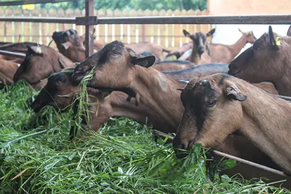 Ziegen fressen frisches Gras in einem Stall, was die artgerechte Haltung und Fütterung zeigt.