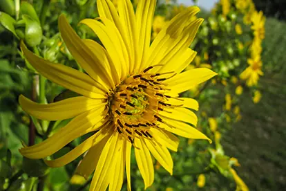 Leuchtend gelbe Blüte einer Sonnenblume, die für innovative Pflanzenbauansätze steht.