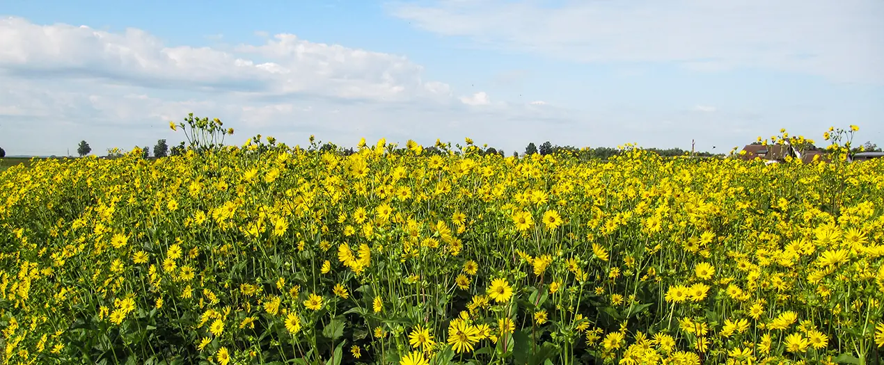 Blühendes Feld mit gelben Blumen unter einem klaren Himmel, symbolisiert die Zukunft des Pflanzenbaus.