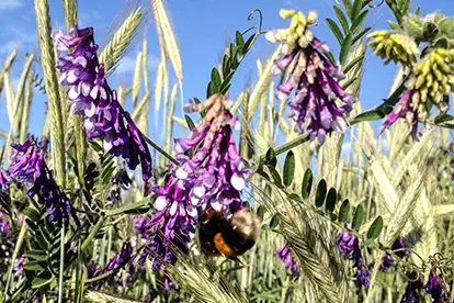 Bienen sammeln Nektar von lila blühenden Pflanzen in einem Feld, das nachhaltige Landwirtschaft symbolisiert.