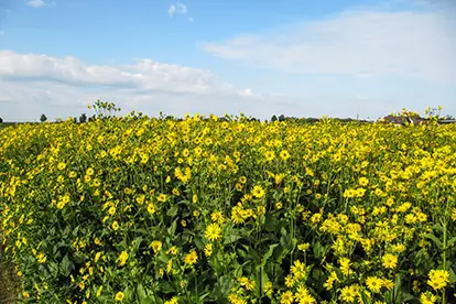 Ein blühendes Feld mit leuchtend gelben Blumen unter einem blauen Himmel, symbolisiert den zukünftigen Pflanzenbau.