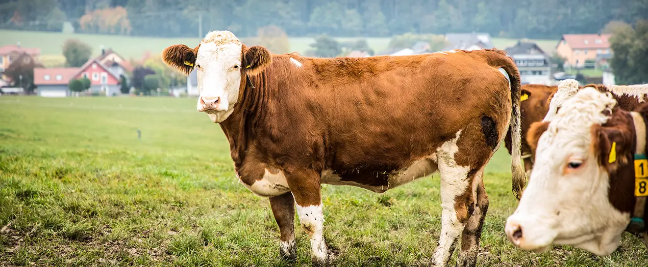 Braune Kühe grasen auf einer Wiese, umgeben von ländlicher Landschaft, symbolisieren nachhaltige Landwirtschaft.