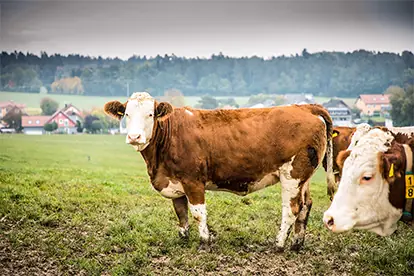 Eine Kuh steht auf einer Wiese mit ländlicher Kulisse, symbolisiert den Zusammenhang zwischen Nutztieren und Klimaschutz.