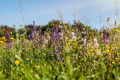 Bunte Blumenwiese mit violetten, gelben und weißen Blüten, die die Vielfalt der Natur zeigt.
