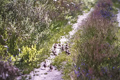Ein schmaler Weg durch blühende Wiesen, gesäumt von Vögeln, die die ländliche Idylle der Wanderwege darstellen.