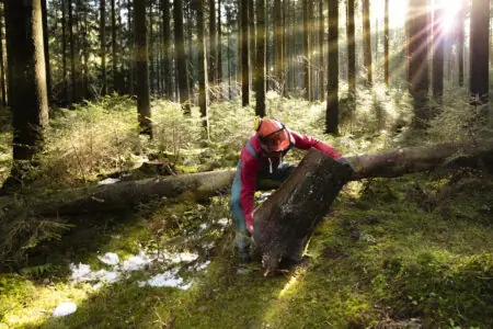 Forstwirt:in hebt einen Baumstamm im Sonnenlicht, umgeben von einem dichten Wald und frischem Moos.