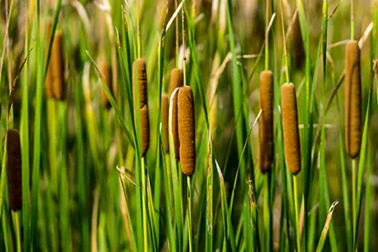 Schilfrohre wachsen in einem bayerischen Moor, umgeben von üppigem, grünem Gras.