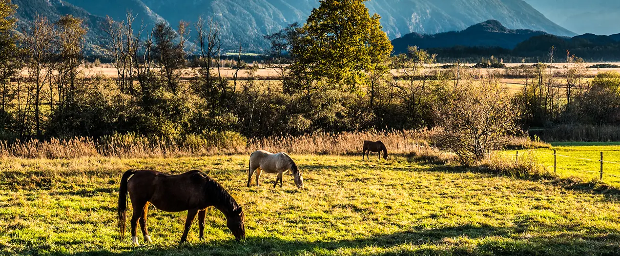 Pferde grasen friedlich auf einer Wiese vor einer beeindruckenden Berglandschaft in Bayern.
